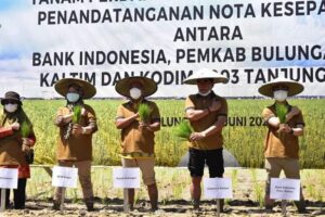 Kerjasama dengan BI, Bulungan Kembangkan Tanaman Padi dengan Sistem Hazton