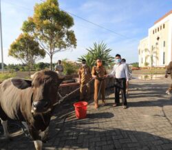 WALIKOTA SERAHKAN BANTUAN SAPI KURBAN