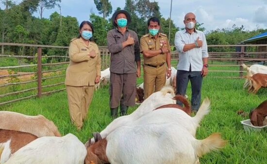 Gubernur Kaltara Apresiasi Pengembangbiakkan Kambing Boer