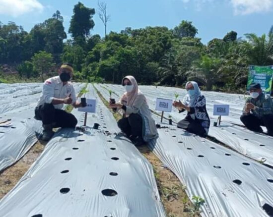 Bupati Berau Tanam Perdana Porang, dan Ajak Petani, Semangat Jangan Hanya Awal