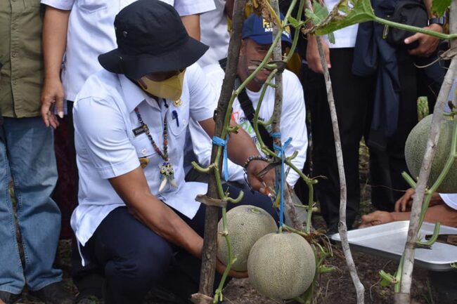 Bupati Menghadiri Panen Buah Melon di Tanjung Buka SP 6