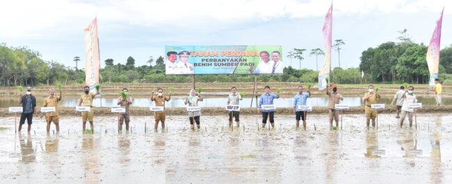 Benih Padi Unggul Dikembangkan di Bulungan