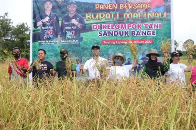 Bupati Panen Bersama Dengan Kelompok Tani Sanduk Bange