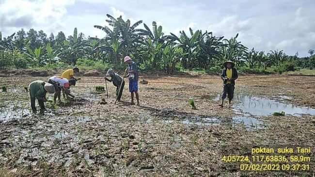 Poktan Binusan Tanam Padi Berpotensi Menghasilkan 11 Ton Per Hektar