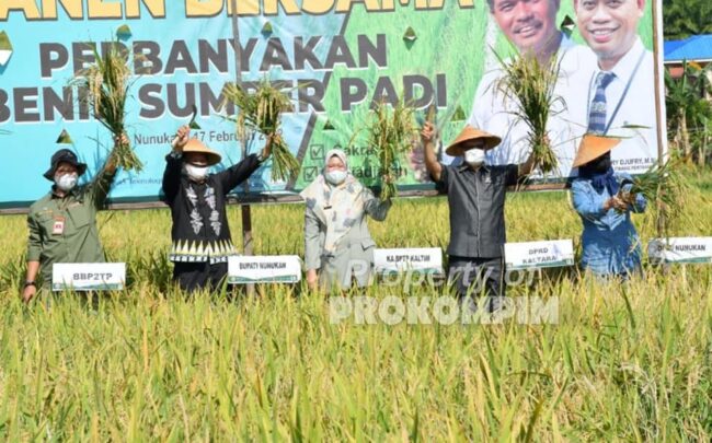 Wabup Nunukan Panen Padi Genjah Dikembangkan di Kelurahan Tanjung Harapan