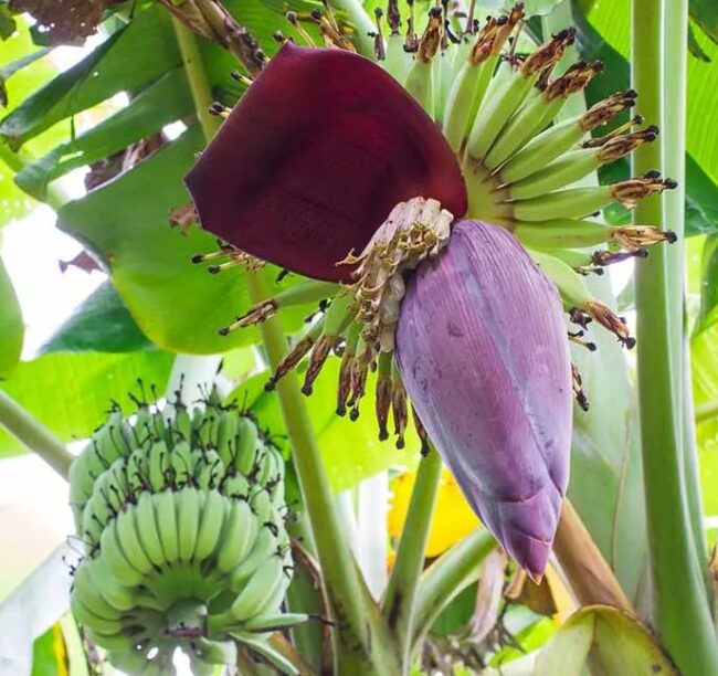 Sering Dijadikan Berbagai Hidangan, Ini Manfaat dari Jantung Pisang