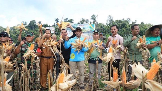 DPRD Bulungan Apresiasi Program Tanam Jagung Untuk Meningkatan Produktivitas Sektor Pertanian