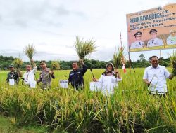 Wabup Apresiasi Panen Kelompok Tani di Karang Agung