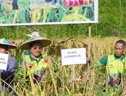 Panen Padi Gogo, Wagub Ingkong Dukung Penuh Swasembada Pangan