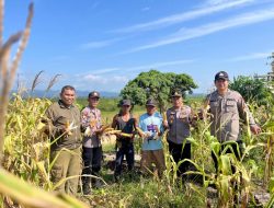 Panen Jagung ke-3 di Lahan PT. NPN dan Kelompok Tani Jaya Makmur, Dukung Ketahanan Pangan di Segah