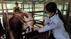 Ratusan Hewan Ternak di HSU Diperiksa Kesehatanya