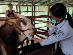 Ratusan Hewan Ternak di HSU Diperiksa Kesehatanya
