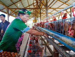 Gubernur Panen Perdana Ayam Petelur, Perkuat Ketahanan Pangan dan Gizi Masyarakat 