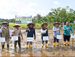 Bupati – Wabup Bulungan Hadiri Panen Raya sekaligus Tanam Perdana di Mara Hilir