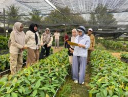 200 Ribu Bibit Kakao Bantuan Kementan Siap Disalurkan ke Petani
