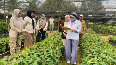 200 Ribu Bibit Kakao Bantuan Kementan Siap Disalurkan ke Petani